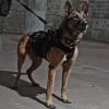 London Bridge Trading LBT Tactical K9 Harness